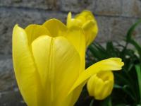 Tulipán