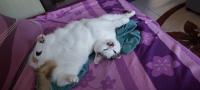 Dobka