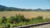 Bociany